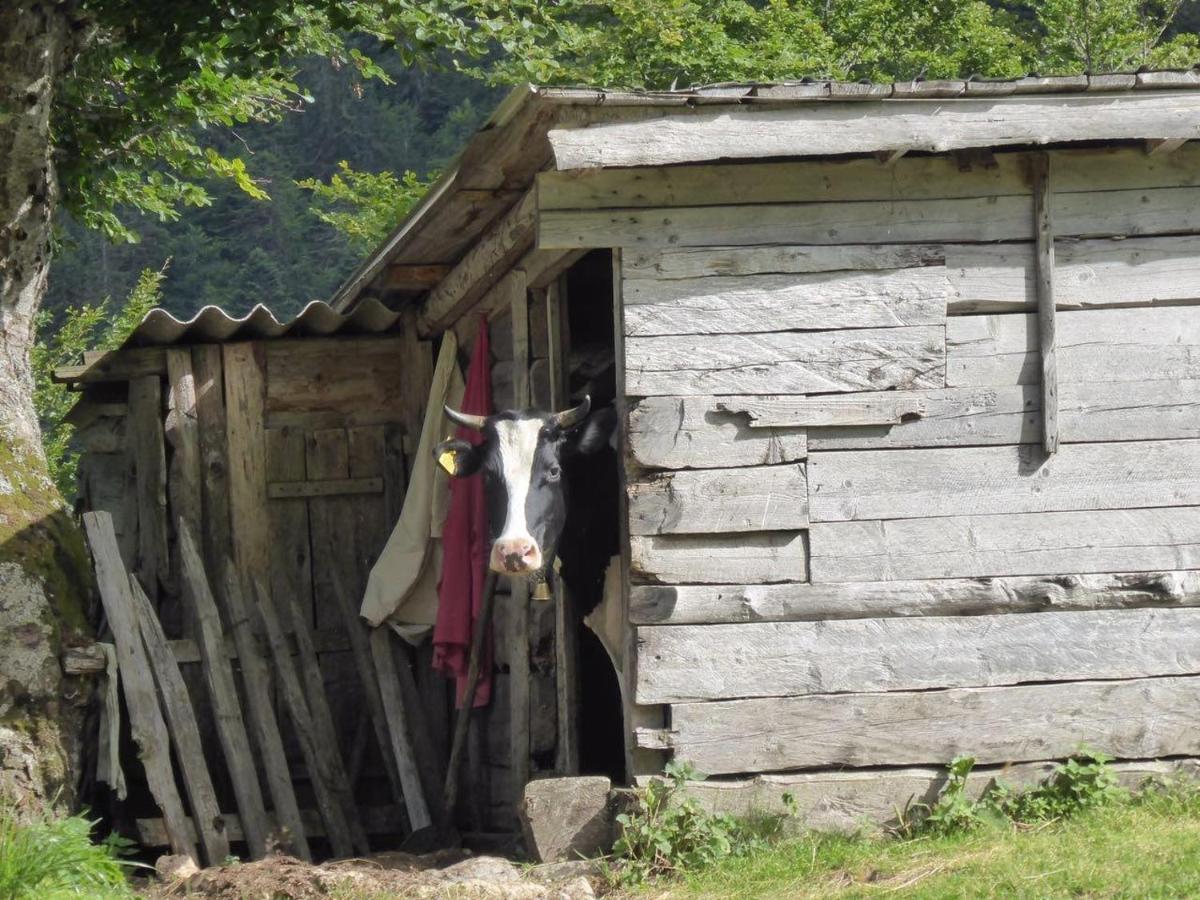 فيلا Rakovic Katun - Biogradska Gora Accomodation بيراني المظهر الخارجي الصورة