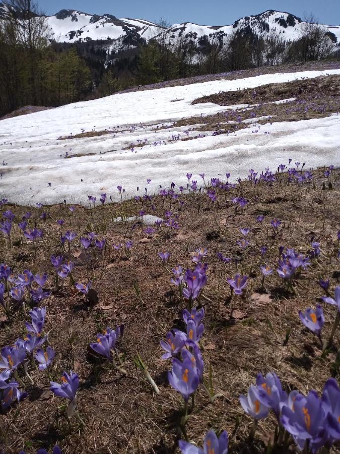 فيلا Rakovic Katun - Biogradska Gora Accomodation بيراني المظهر الخارجي الصورة